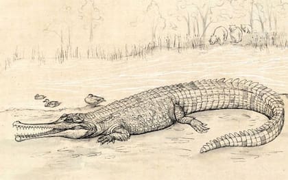Se cree que fue el cocodrilo más grande que habitó Australia. Fuente: Eleanor Pease