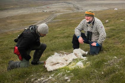Se cree que los animales murieron de hambre al no encontrar comida entre las heladas del ártico