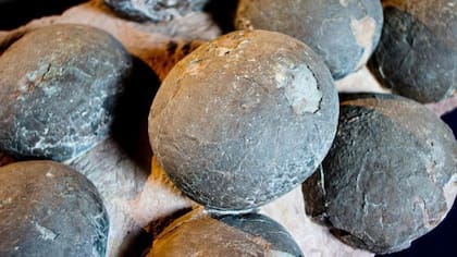 Se cree que los dinosaurios del Ártico habrían comenzado a anidar a principios de la primavera, y algunas especies tardaron hasta seis meses en incubar sus huevos