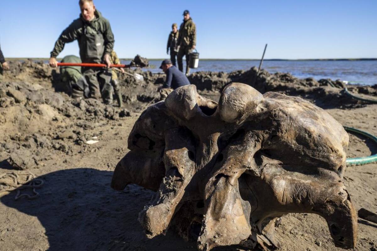 Se cree que los mamuts lanudos murieron hace unos 10.000 años, aunque los científicos creen que pequeños grupos de ellos pudieron haber vivido más tiempo en Alaska y en la isla rusa Wrangel en la costa siberiana