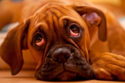 Se cree que los primeros perros evolucionaron de los lobos y comenzaron a acercarse a los campamentos humanos en búsqueda de comida
