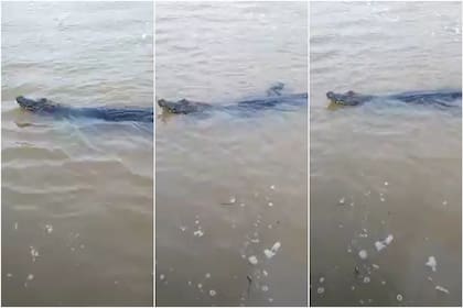 Se cruzaron con un yacaré en pleno paseo en catamarán por el Delta de Tigre (Foto: Captura de video)