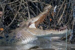 Se cruzó con un cocodrilo gigante en el río y lo que estaba haciendo lo dejó sin palabras