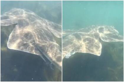 Se cruzó con una extraña criatura, pensó que era una raya y resultó ser un extraño tiburón