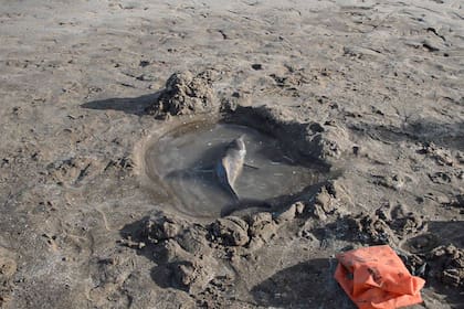 Se debe conservar al animal húmedo, pero cuidando que no entre agua en el espiráculo, ese agujero que tiene el delfin en la cabeza y mediante el cual respira
