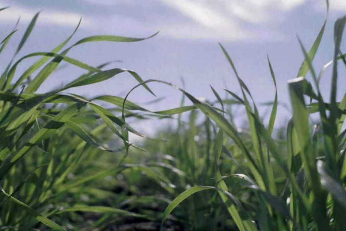 Se debe estar atentos a las amenazas en el cultivo