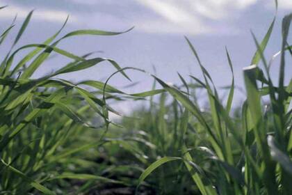 Se debe estar atentos a las amenazas en el cultivo