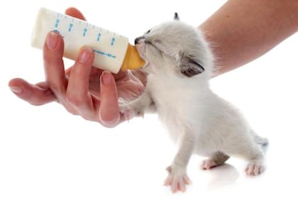 Se debe evitar colocar al gatito como a bebé humano, sino que eleve su cabeza para tomar el biberón