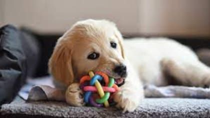 Se debe procurar dejar una caja con sus juguetes preferidos guardados allí para que el perro esté entretenido durante nuestra ausencia