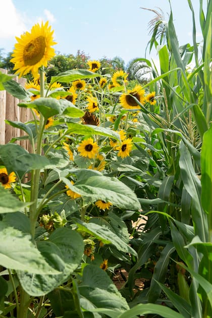 Se deben dejar al menos 30 cm de separación entre cada planta de girasol para que tengan suficiente espacio para desarrollarse sin competir por nutrientes o luz