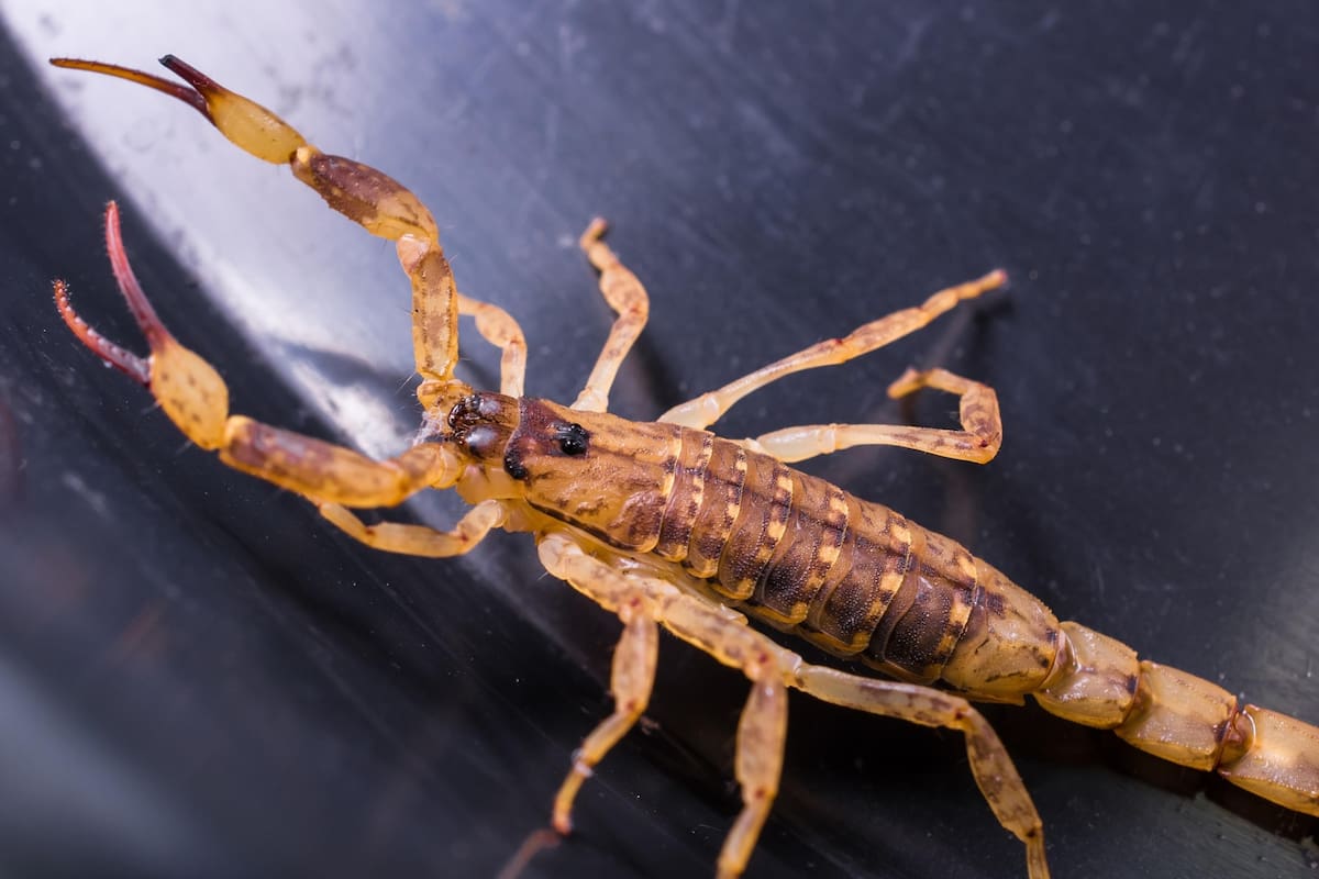 Se deben tener ciertos recaudos si un escorpión aparece en casa