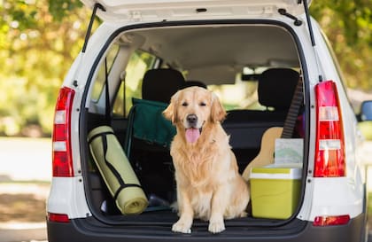 Se desaconseja llevar mascotas en el baúl del auto