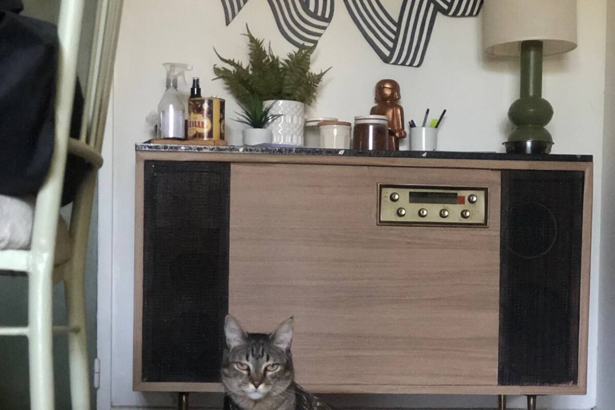 Se despertó en el sillón de su casa y se sorprendió al ver a su gato mirándola con una bolsa