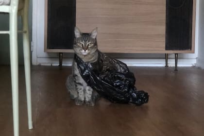 Se despertó y vio a su gato mientras la miraba fijamente con una bolsa colgada de su cuerpo