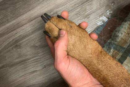 Se despidió de su perro por última vez y el conmovedor video se hizo viral.