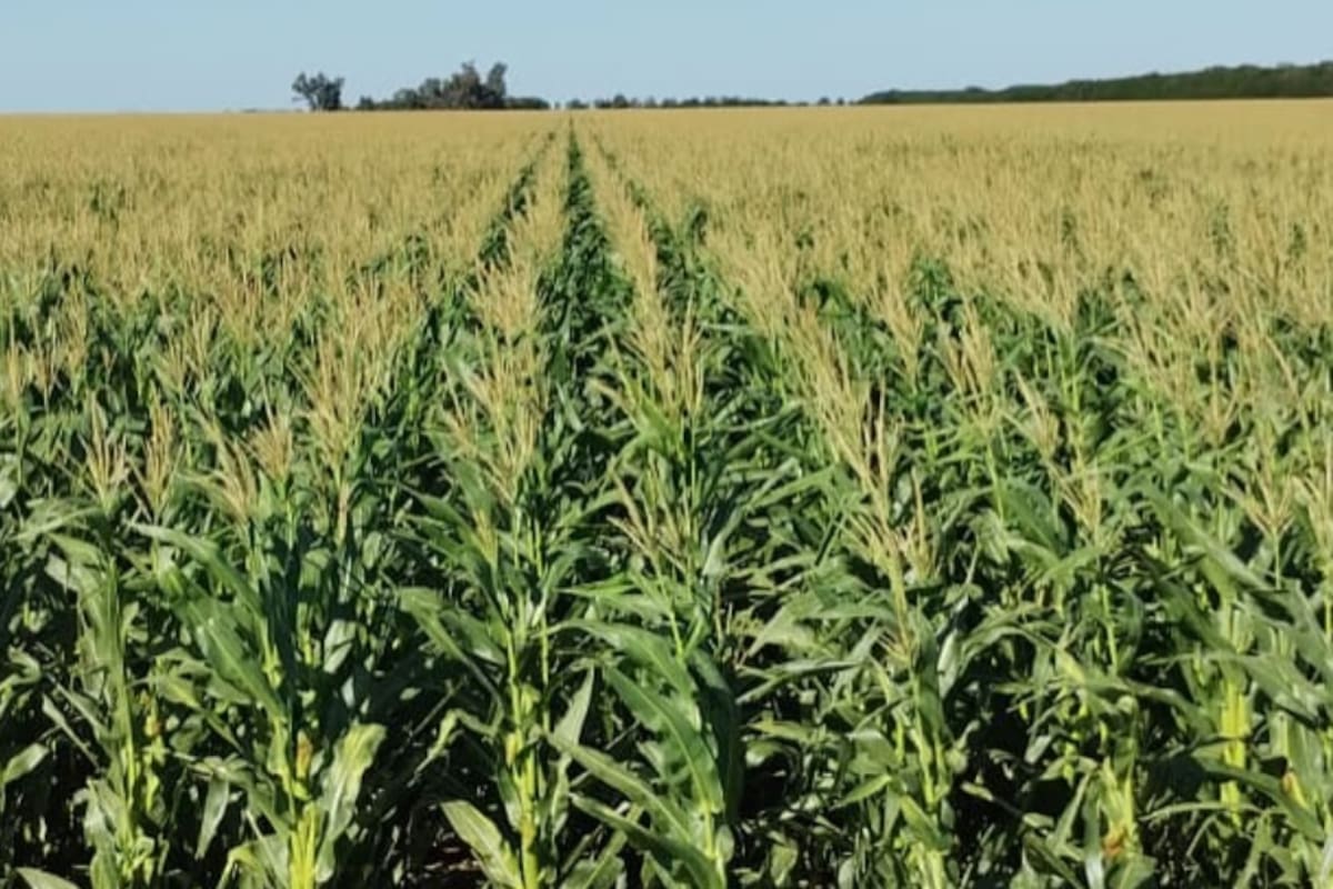 Se destaca un fuerte avance en la intención de siembra de maíz y se proyecta “9,7 millones de hectáreas en maíz, lo que habilitaría una producción potencial de 58 millones de toneladas, 17% más que la campaña previa"