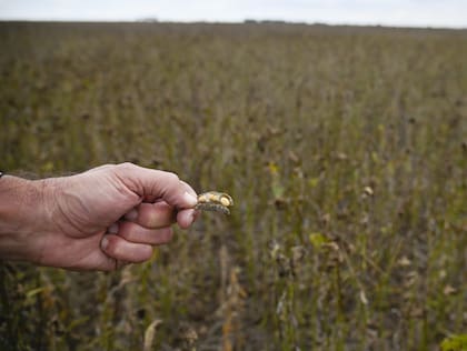 Se destacan las exportaciones del poroto de soja