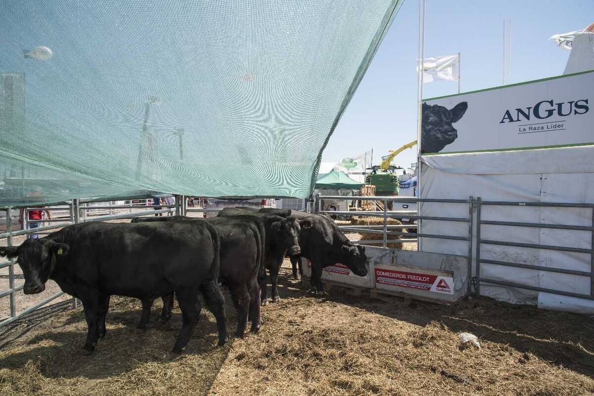 Se destacaron las oportunidades para la exportación en los próximos años