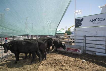 Se destacaron las oportunidades para la exportación en los próximos años