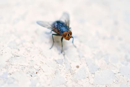 Se detecta una invasión de moscas del gusano barrenador (Cochliomyia hominivorax) desde México hacia el norte, donde se haya Texas