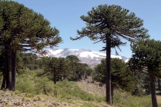 Volcán Copahue. Emiten alerta amarilla por "aumento de actividad sísmica"