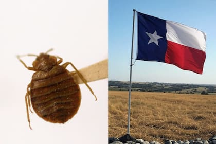 Se detectaron "pulgas de nieve" en Texas, pero los expertos aseguran que no hay que preocuparse