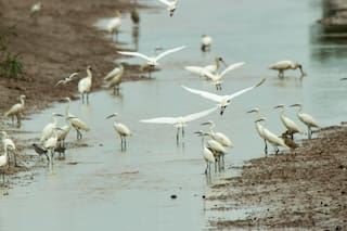 Detectan un caso de gripe aviar en aves silvestres en la provincia de Buenos Aires