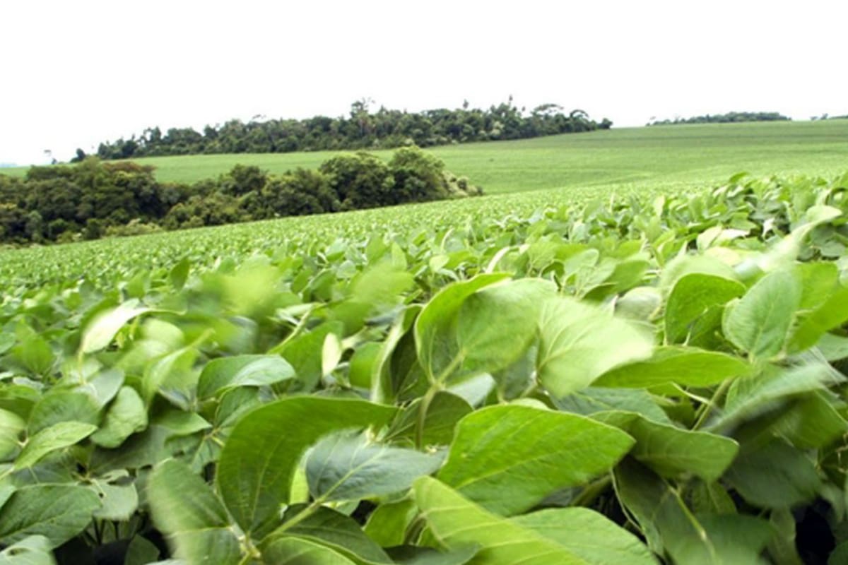 Se deterioró el poder adquisitivo de la soja, según el informe de Néstor Roulet