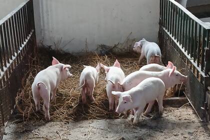 Se diagnosticaron 40 casos de triquinosis hasta la tercera semana de julio