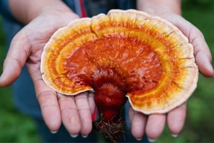 Se dice que el hongo reishi (Ganoderma lucidum) tiene "una variedad de beneficios" para la salud