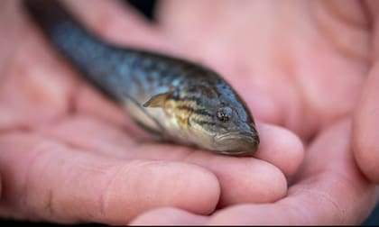 Se encontraron 79 ejemplares más de la especie lo que permitirá que sean criados en cautiverio