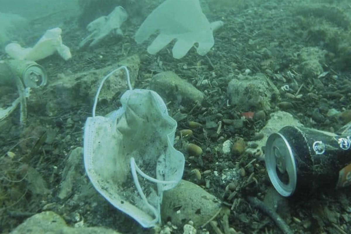 Se encontraron fragmentos de poliestireno en los intestinos de colémbolos, artrópodos minúsculos de la isla Rey Jorge, en la Antártida.