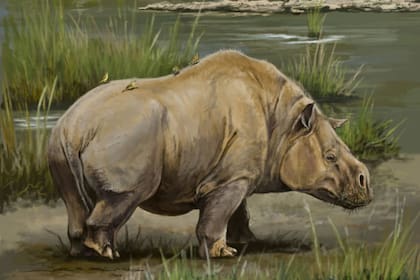 Se encontraron restos de Toxodón, un animal parecido al hipopótamo