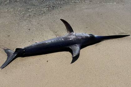 Se encontró un pez espada de dos metros nadando en una playa de Tarragona, España