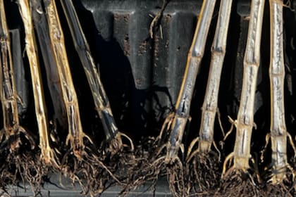 Se encontró una mayor presencia de patógenos como fusarium-Giberella, Diplodia y Antracnosis en las parcelas no tratadas, mientras que en las tratadas la incidencia era mucho menor