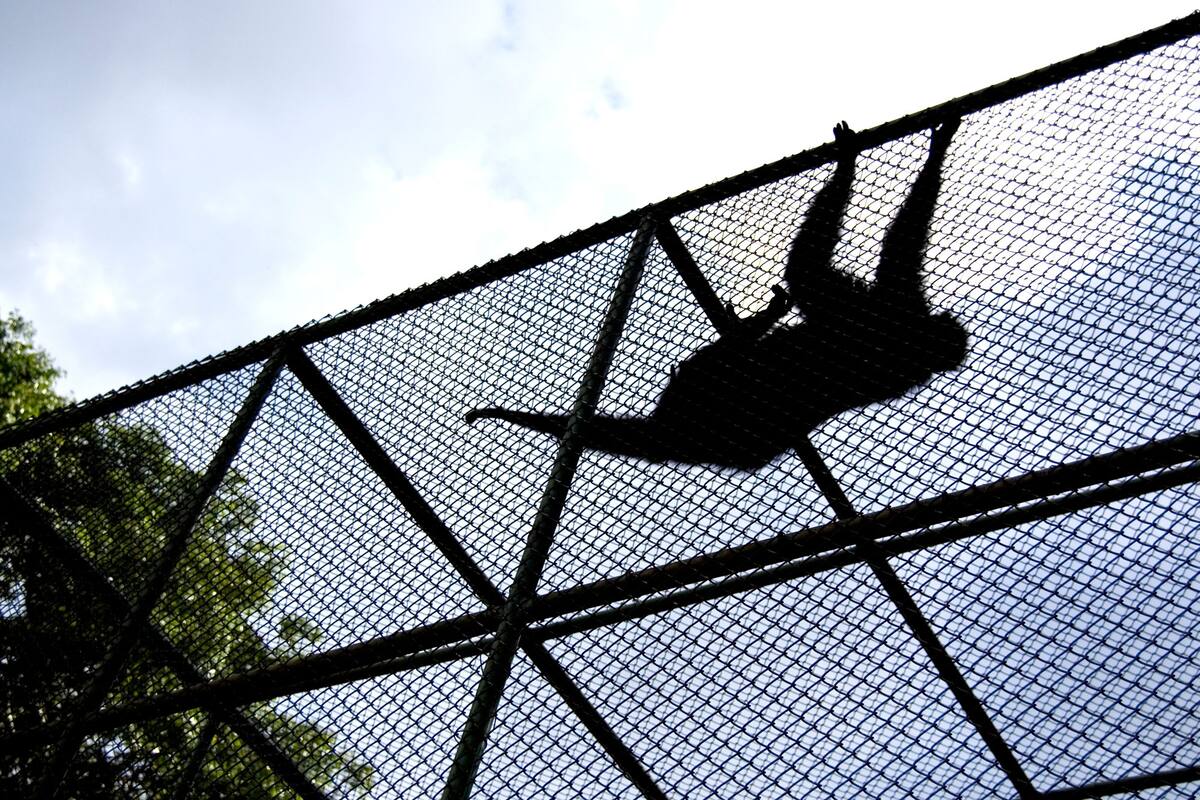 Se escaparon 43 monos de un laboratorio médico en Carolina del Norte