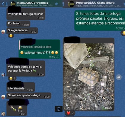 Se escapó su tortuga, pidió ayuda en el grupo de vecinos y se viralizó el chat hilarante