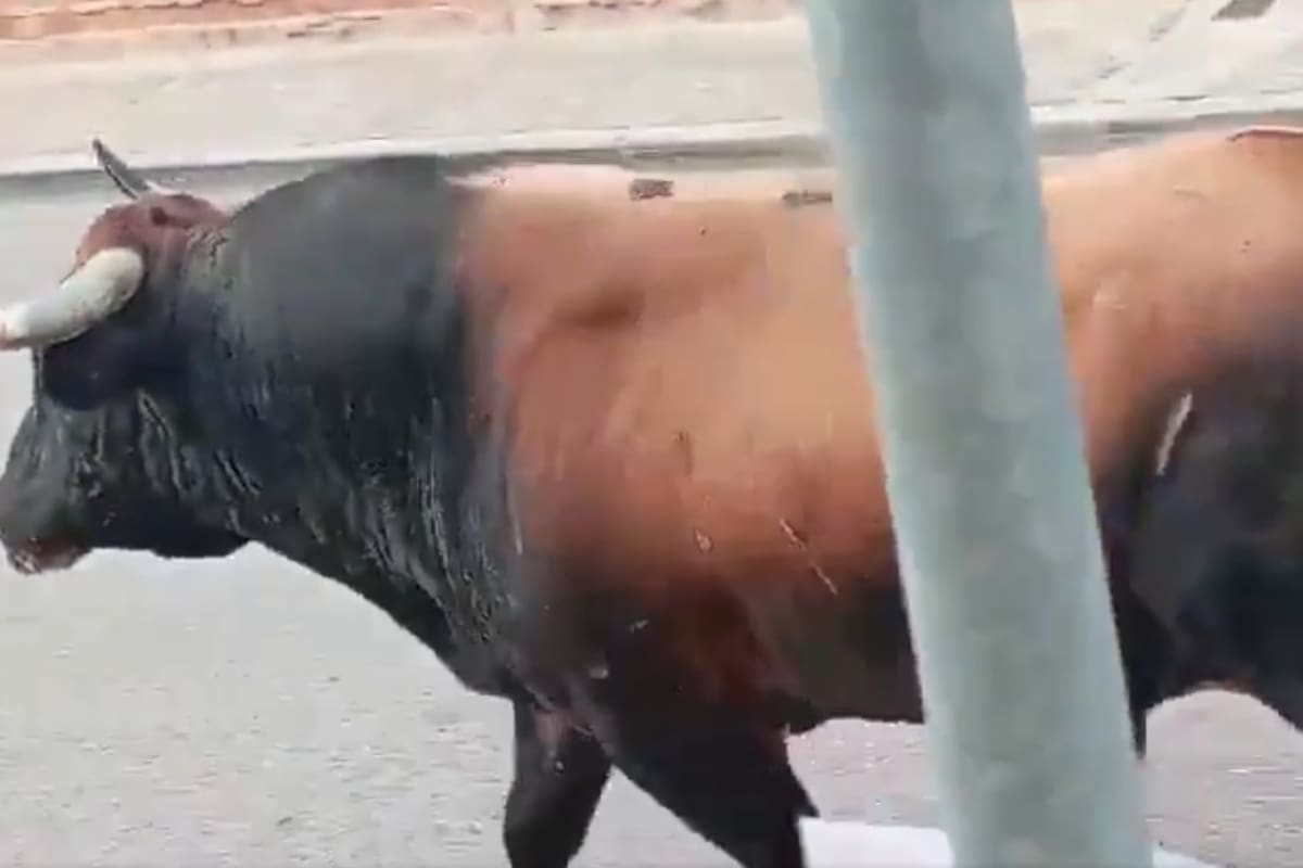 Se escapó un toro en España.