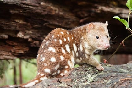 Se espera que haya más ejemplares (Foto ilustrativa NSW National Parks)