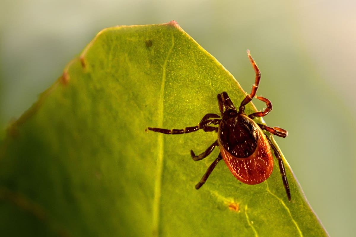 Se espera un aumento de garrapatas en varias ciudades de Estados Unidos (Unsplash)