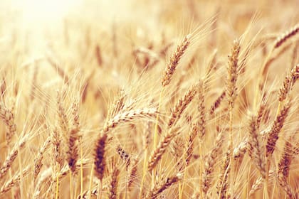 Se espera un aumento de la siembra de trigo