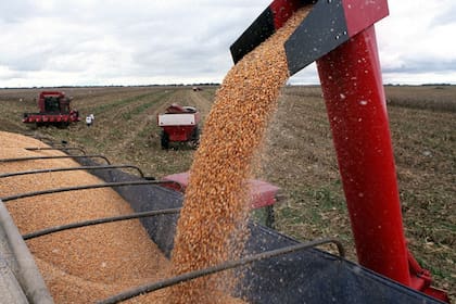 El maíz, cuyas retenciones cayeron a 0% en diciembre de 2015, ahora paga derechos e $4 por dólar
