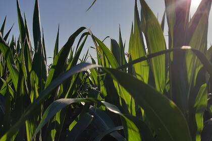 Se espera una recuperación de la producción de maíz en la próxima campaña agrícola