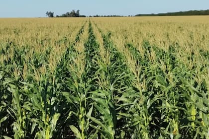 Se espera una supercosecha de 67 millones de toneladas