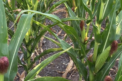 Se esperan mermas en rindes