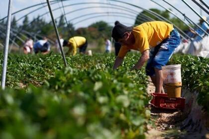 Se está en la recolección de la producción "primicia"