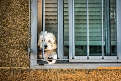 Se establecen responsabilidades explícitas para los dueños de mascotas en el espacio público