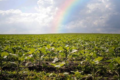 Se están investigando nanomateriales como nanofertilizantes, nanopesticidas y nanoherbicidas, así como la posibilidad de crear nanopartículas que tengan efectos beneficiosos en las plantas sin depender de agroquímicos comerciales. Estas innovaciones tienen amplias aplicaciones en la agricultura.