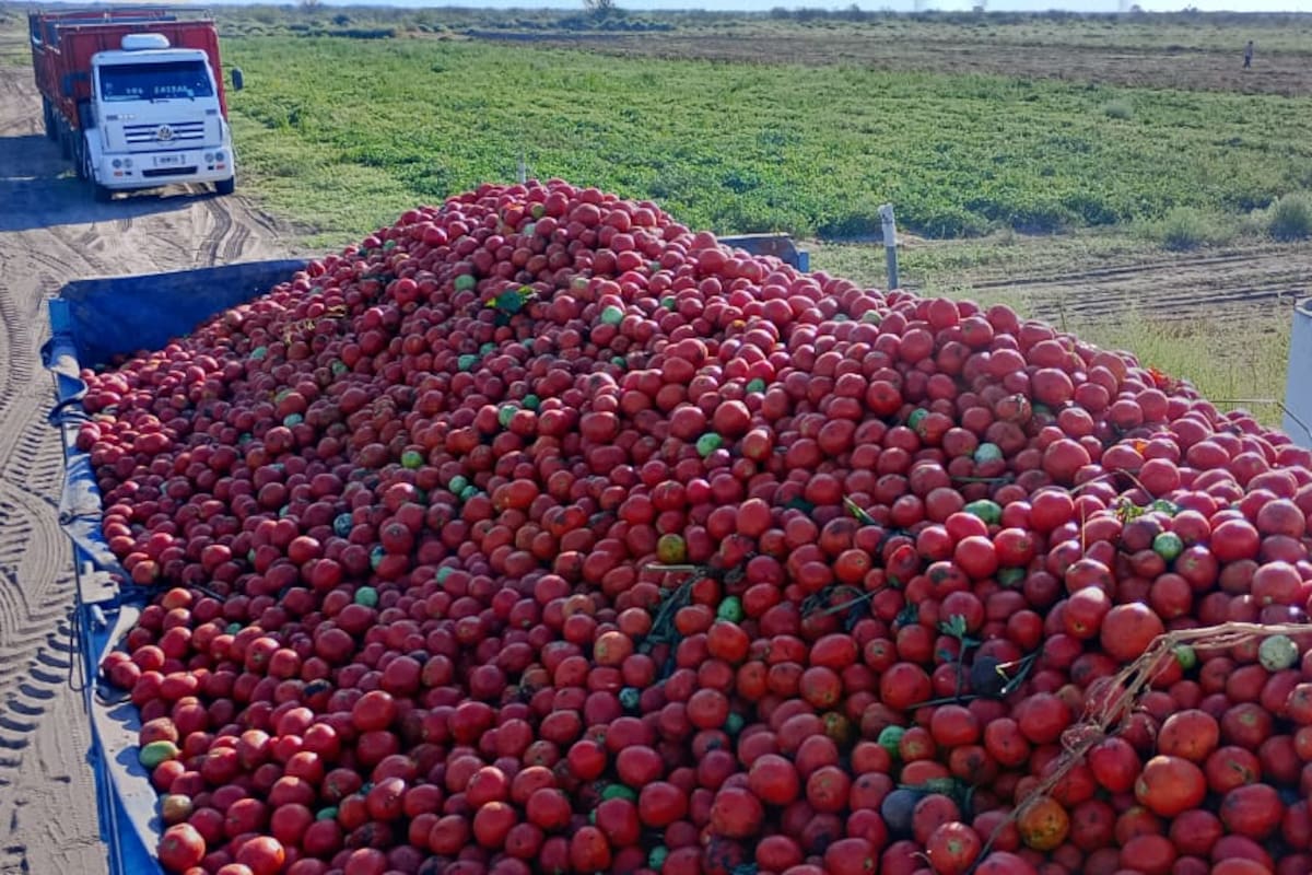 Se estima que actualmente en el país hay unas 8000 hectáreas de tomate industrial, con cerca de 400 productores, de los cuales 200 están nucleados en Tomate 2000