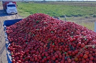 Despega la importación de pasta de tomate de China y Chile y hay alerta entre los productores
